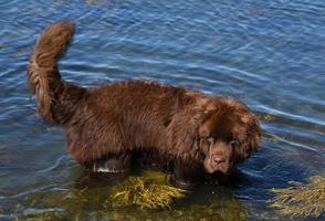 mooie chocoladebruine hond uit Newfoundland in de oceaan foto