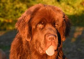 grote pluizige bruine hond uit Newfoundland met zijn tong uit foto