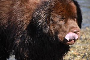 natte bruine hond uit Newfoundland die zijn neus likt foto