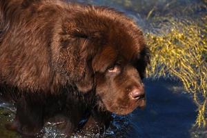 grote bruine hond uit Newfoundland die in de oceaan waadt foto