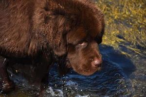 vochtige bruine hond uit Newfoundland in ondiepe oceaanwateren foto