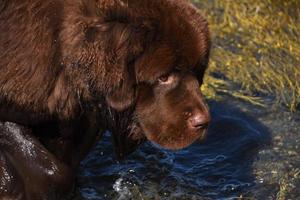 kijkend in het gezicht van een grote bruine newfie foto