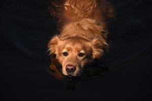 schattige rode eend tolling retriever hond met een roze neus zwemmen foto