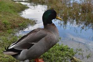 wilde eend die in het gras naast het meer staat foto