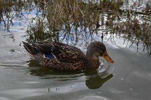 mooie eend die in een ondiepe vijver zwemt foto