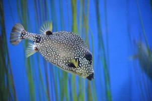 boeiend beeld van zwart-wit gevlekte trunkfish foto