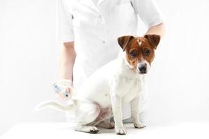 hond op vaccinatie dierenarts