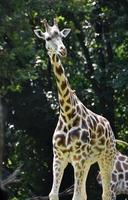 schattige volgroeide giraf die door de natuur loopt foto