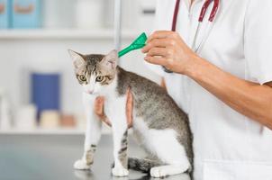 dierenkliniek met een kitten