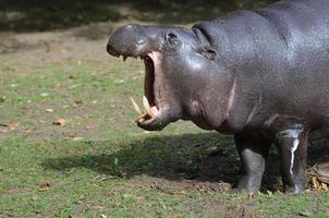 geweldige pygmee nijlpaard met zijn mond open in een geeuw foto