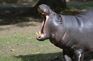 pygmee nijlpaard met zijn hoofd omhoog en zijn mond open foto