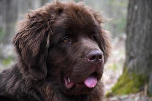 pluizige bruine hond uit Newfoundland met een lieve uitdrukking foto