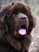 jonge bruine Newfoundlander pup met een roze tong foto