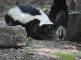 paar stinkdieren spelen in een holle boomstam foto