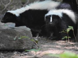 paar stinkdieren die samen in het wild hangen foto