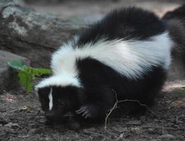 iconisch zwart-wit stinkdier in de natuur foto