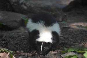 super schattig gezicht van een wild zwart-wit stinkdier foto