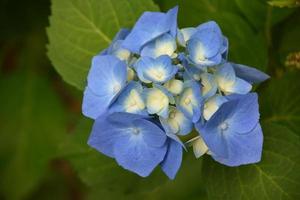 mooie blauwe hortensia bloeien op een zomerse dag foto