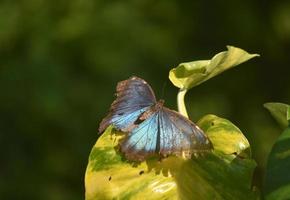 blauwe morpho vlinder met zijn vleugels wijd open gespreid foto