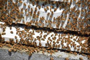 bijenkorf bedekt met honingbijen op een zomerse dag foto