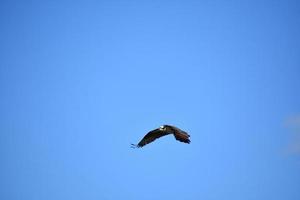 prachtige visarendvogel tijdens de vlucht tegen een blauwe lucht foto