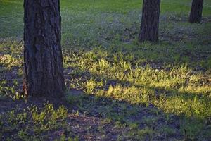 zonnig avondlicht in het park door boomtakken en gras foto