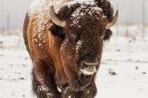 grote mannelijke buffel foto