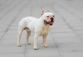 jonge mannelijke Franse bulldog foto