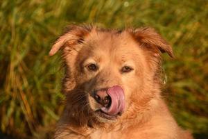 schattige duck tolling retriever die zijn neus likt foto