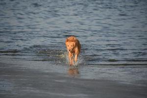 retrieverhond die in ondiep water op een strand loopt foto