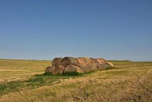 stapels hooi in balen op landbouwgrond foto