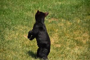jonge zwarte beer staat en kijkt terug foto
