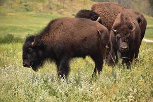 bizons in het landelijke en afgelegen Zuid-Dakota foto