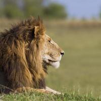 portret van een mannetjes leeuw