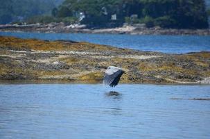 blauwe reiger tijdens de vlucht over de oceaan foto