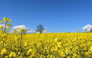 geel koolzaad bloeiend in een groot veld foto