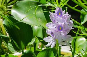 waterhyacintbloem of eichhornia crassipes bloeiend in zonlicht foto