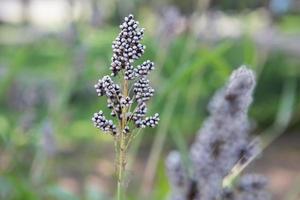 veld van sorghum in de ochtend foto