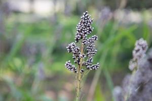 veld van sorghum in de ochtend foto