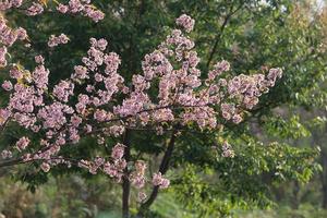 wilde Himalaya kers in thailand foto