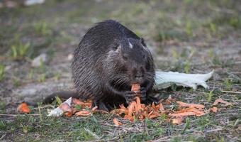 beverrat die groenten eet in een natuurlijke omgeving foto