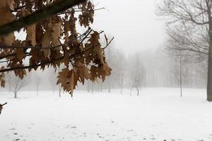 eiken in de winter foto