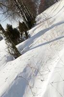 bomen in de winter foto