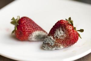 schimmel op aardbeien foto