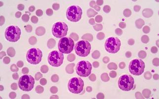 neutrofielen bloedcellen