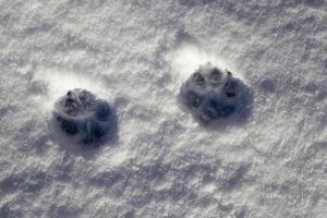 sporen van een wolfshondsneeuw. foto