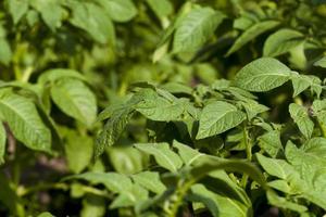 groene bladeren van aardappel foto