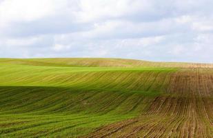 groen veld en lucht foto