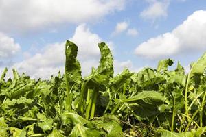 suikerbieten planten foto