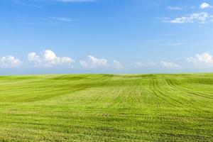 groene tarweveld foto